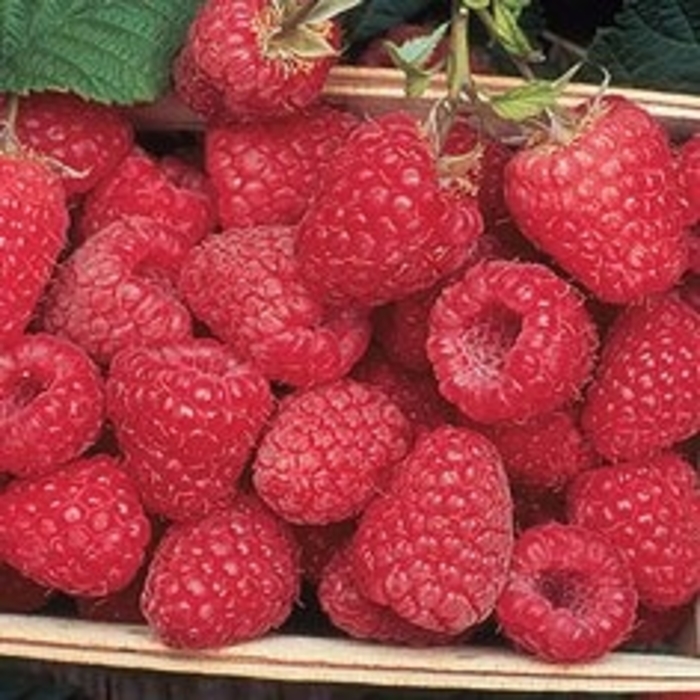 Polka Raspberry - Rubus 'Polka' from E.C. Brown's Nursery
