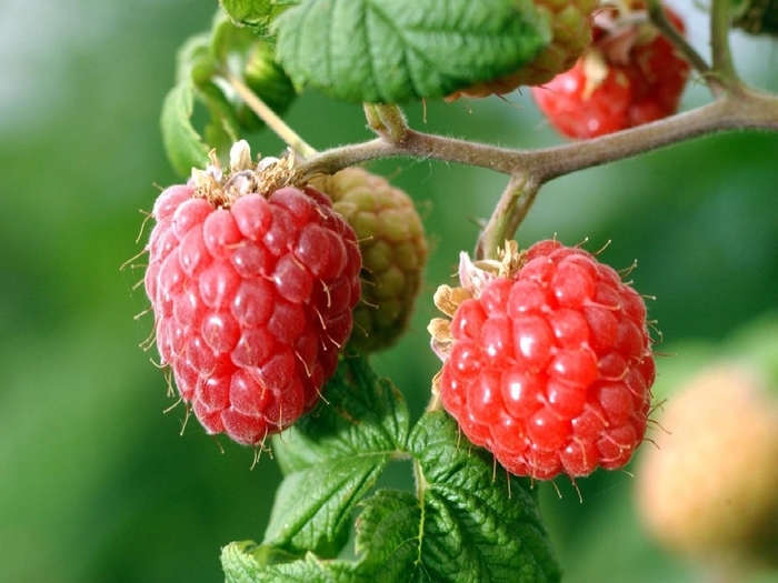 Heritage Raspberry - Rubus 'Heritage' from E.C. Brown's Nursery