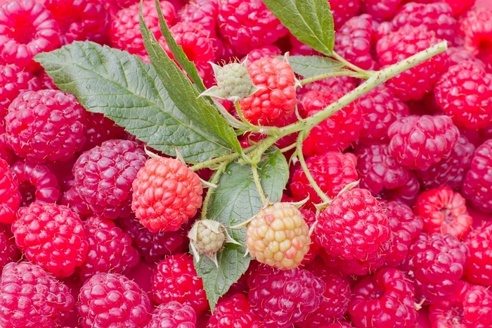 Nova Raspberry - Rubus 'Nova' from E.C. Brown's Nursery