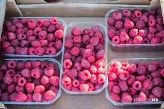Polana Raspberry - Rubus 'Polana from E.C. Brown's Nursery Polana Raspberry - Rubus 'Polana from E.C. Brown's Nursery
