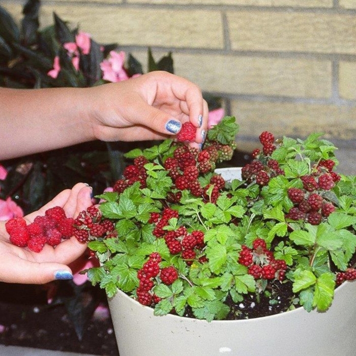 Sophia Groundcover Raspberry - Rubus 'Sophia' from E.C. Brown's Nursery