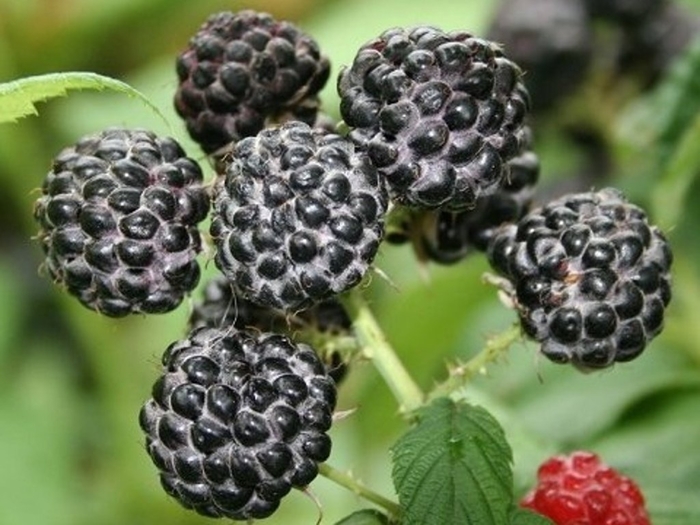 Black Raspberry - Rubus occidentalis 'Jewel' from E.C. Brown's Nursery Black Raspberry - Rubus occidentalis 'Jewel' from E.C. Brown's Nursery