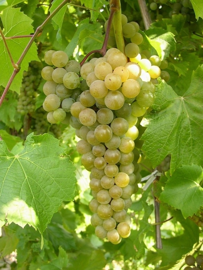 LaCrescent Grape - Vitis ''LaCrescent'' from E.C. Brown's Nursery LaCrescent Grape - Vitis ''LaCrescent'' from E.C. Brown's Nursery