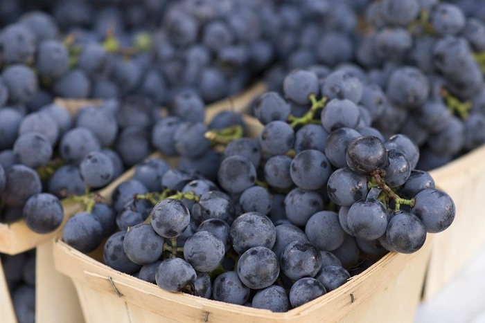 Bluebell Grape - Vitis 'Bluebell from E.C. Brown's Nursery