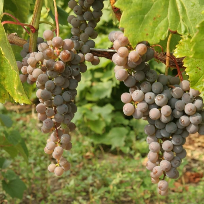 Frontenac Gris Grape - Vitis 'Frontenac Gris' from E.C. Brown's Nursery Frontenac Gris Grape - Vitis 'Frontenac Gris' from E.C. Brown's Nursery