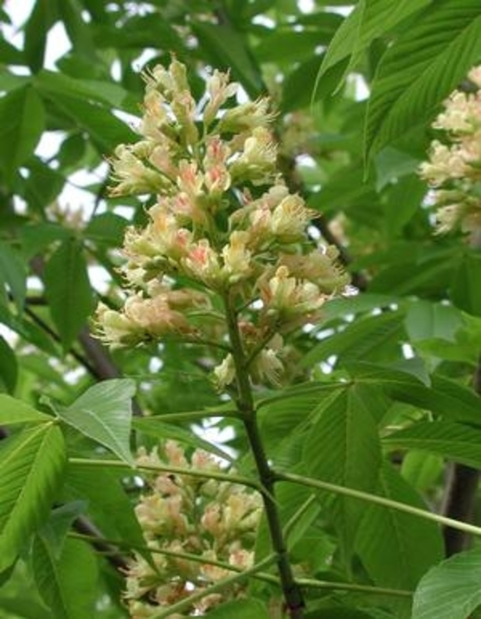 Buckeye - Aesculus x arnoldiana 'Autumn Splendor' from E.C. Brown's Nursery