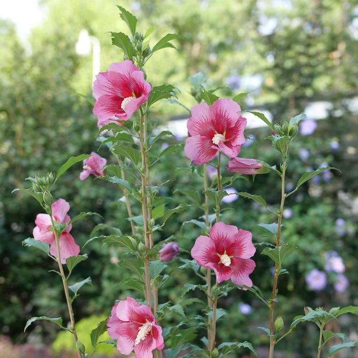 Red Pillar® Rose of Sharon - Hibiscus syriacus from E.C. Brown's Nursery Red Pillar® Rose of Sharon - Hibiscus syriacus from E.C. Brown's Nursery