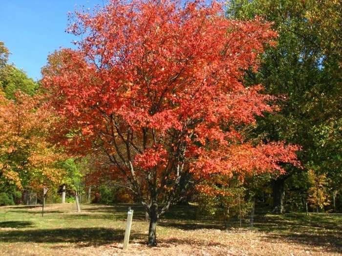 Princess Diana Serviceberry, Shad - Amelanchier x grand. 'Princess Diana' from E.C. Brown's Nursery