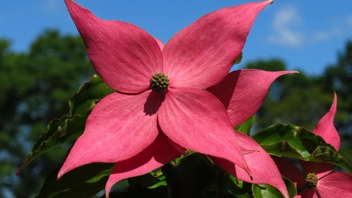 Scarlet Fire Kousa Dogwood - Cornus kousa 'SCarlet Fire' from E.C. Brown's Nursery