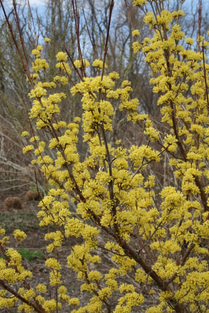 Kintoki Flowering Dogwood - Cornus officinalis 'Kintoki' from E.C. Brown's Nursery