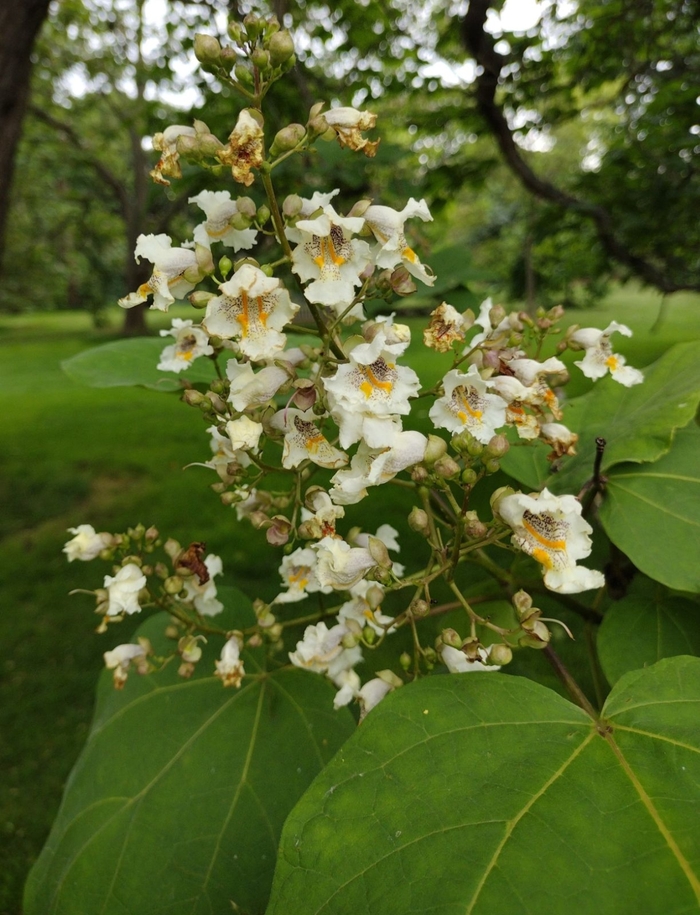 Purple Leaf Catalpa - Catalpa x erubescens 'Purpurea' from E.C. Brown's Nursery Purple Leaf Catalpa - Catalpa x erubescens 'Purpurea' from E.C. Brown's Nursery