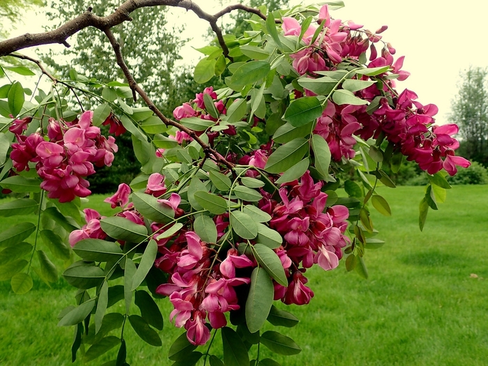 Purple Robe Black Locust - Robinia pseudoacacia 'Purple Robe' from E.C. Brown's Nursery Purple Robe Black Locust - Robinia pseudoacacia 'Purple Robe' from E.C. Brown's Nursery