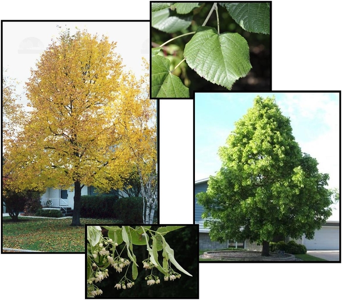 American Sentry Linden - Tilia americana ''American Sentry'' from E.C. Brown's Nursery