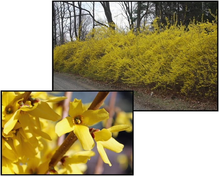 Meadowlark Forsythia - Forsythia x intermedia 'Meadowlark' from E.C. Brown's Nursery