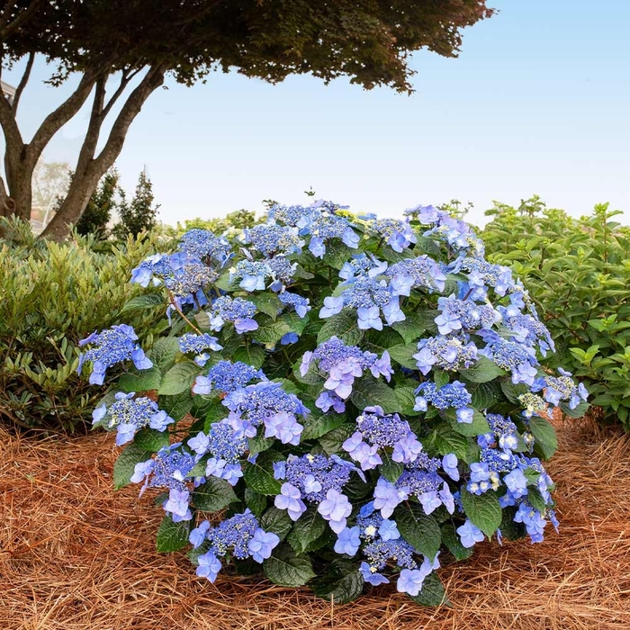 Pop Star Re-Blooming Hydrangea - Hydrangea ENDLESS SUMMER ''Pop Star'' from E.C. Brown's Nursery