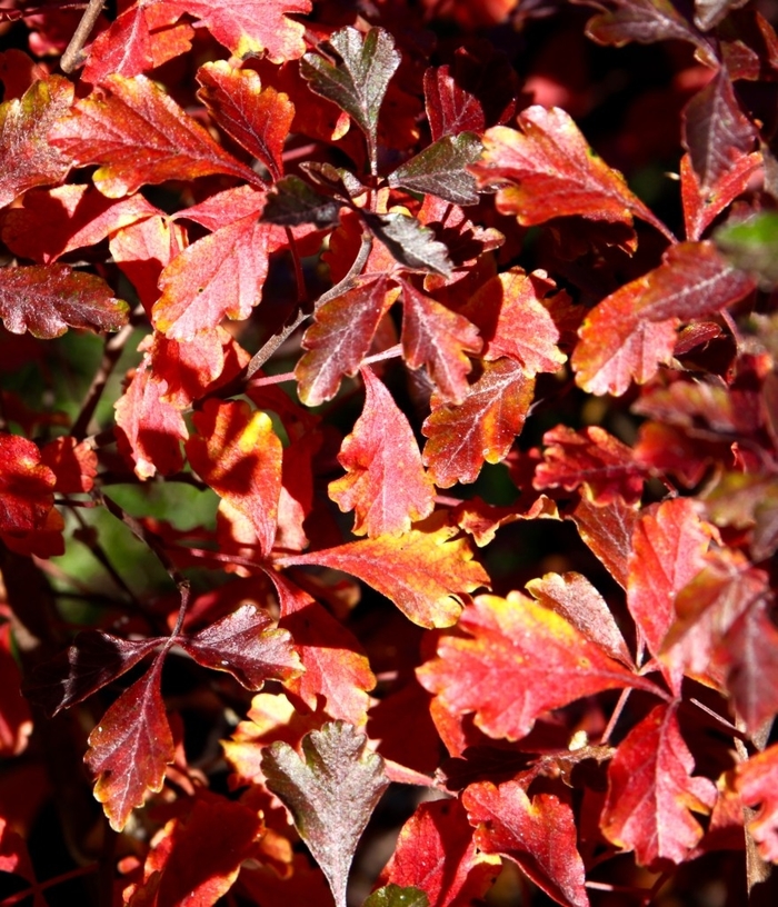 Cut Leaf Fragrant Sumac - Rhus aromatica 'Lacette' from E.C. Brown's Nursery Cut Leaf Fragrant Sumac - Rhus aromatica 'Lacette' from E.C. Brown's Nursery