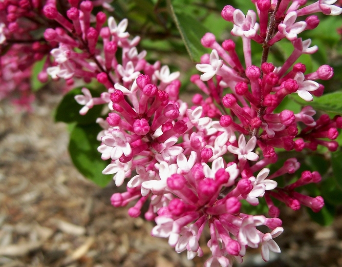 Tinkerbelle Lilac - Syringa 'Tinkerbelle' from E.C. Brown's Nursery