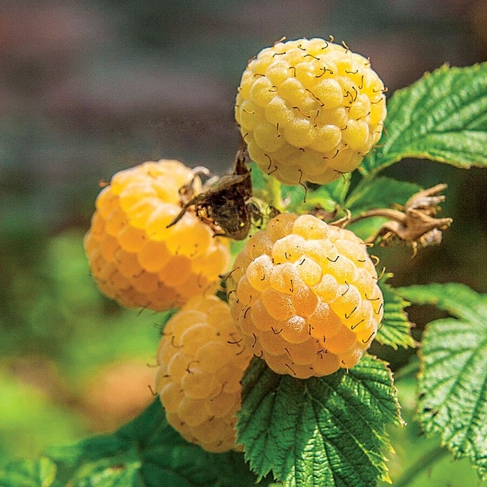 Fall Gold Raspberry - Rubus x 'Fall Gold' from E.C. Brown's Nursery