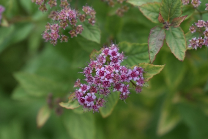 Firelight Spirea - Spirea japonica 'Firelight' from E.C. Brown's Nursery