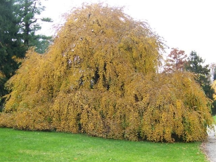 Amazing Grace Weeping Katsura Tree - Cercidiphyllum japonicum 'Amazing Grace' from E.C. Brown's Nursery Amazing Grace Weeping Katsura Tree - Cercidiphyllum japonicum 'Amazing Grace' from E.C. Brown's Nursery