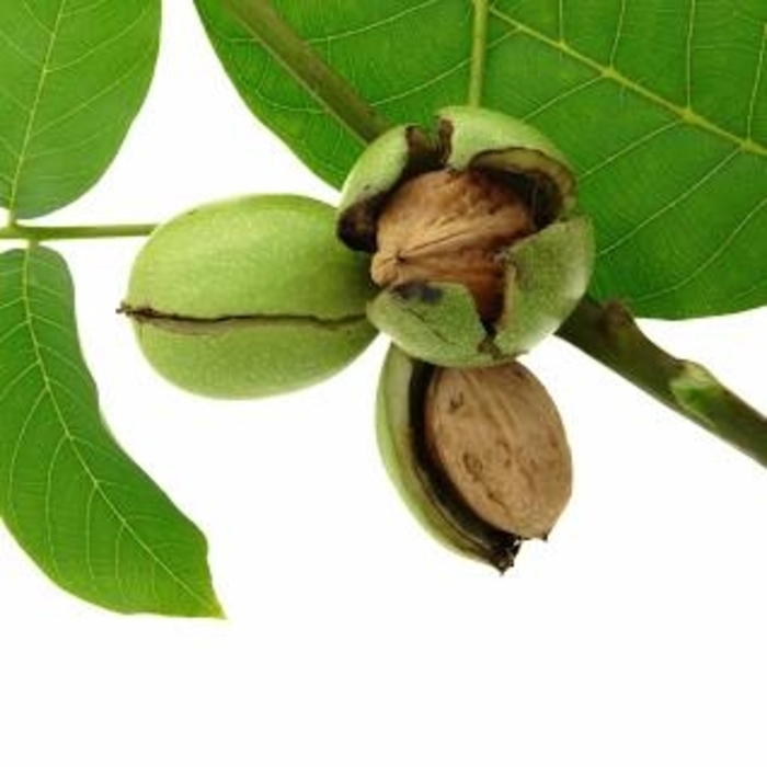 Butternut - Juglans cinerea from E.C. Brown's Nursery