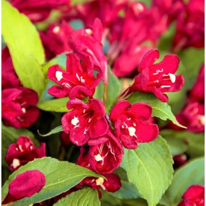 Maroon Swoon Weigela - Weigela x floridus 'Maroon Swoon' from E.C. Brown's Nursery