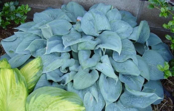 Fragrant Blue Hosta - Hosta x ''Fragrant Blue'' from E.C. Brown's Nursery