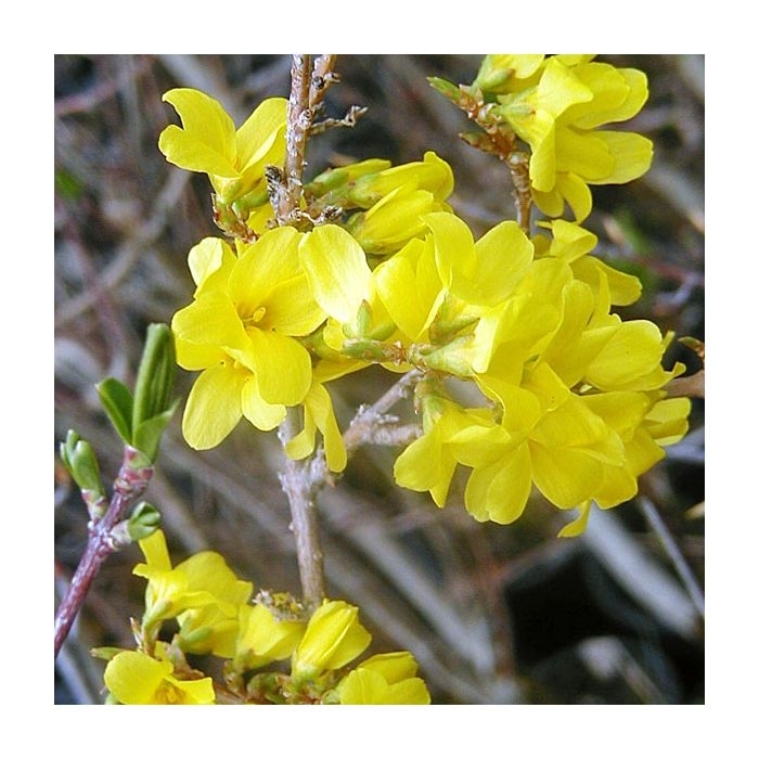 Vermont Sun Forsythia - Forsythia x mandschurica 'VT Sun' from E.C. Brown's Nursery Vermont Sun Forsythia - Forsythia x mandschurica 'VT Sun' from E.C. Brown's Nursery