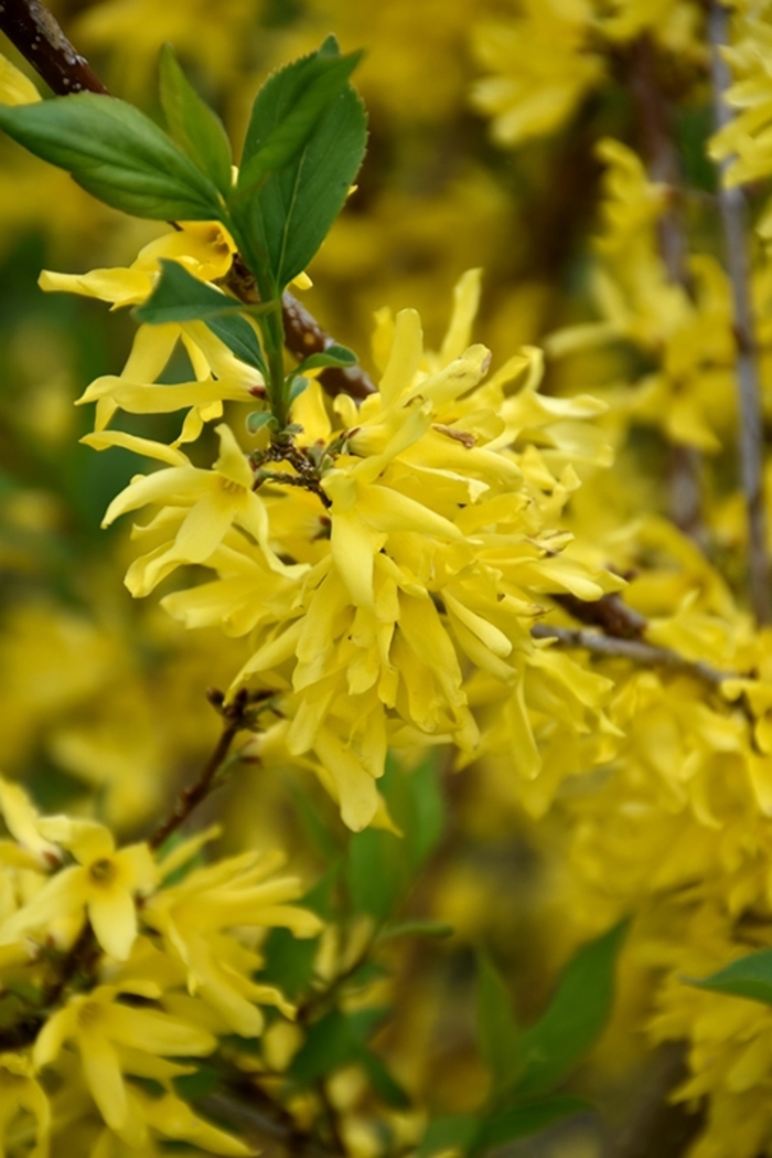 New Hampshire Gold Forsythia - Forsythia x 'New Hampshire Gold' from E.C. Brown's Nursery New Hampshire Gold Forsythia - Forsythia x 'New Hampshire Gold' from E.C. Brown's Nursery