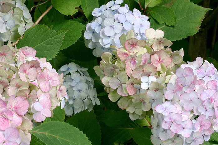 Tea of Heaven - Hydrangea serrata 'Preciosa' from E.C. Brown's Nursery