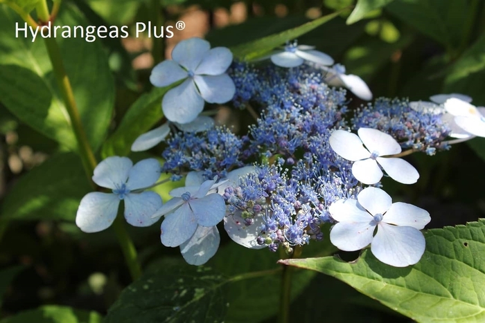 Blue Bird MT Hydrangea - Hydrangea serrata 'Blue Bird' from E.C. Brown's Nursery