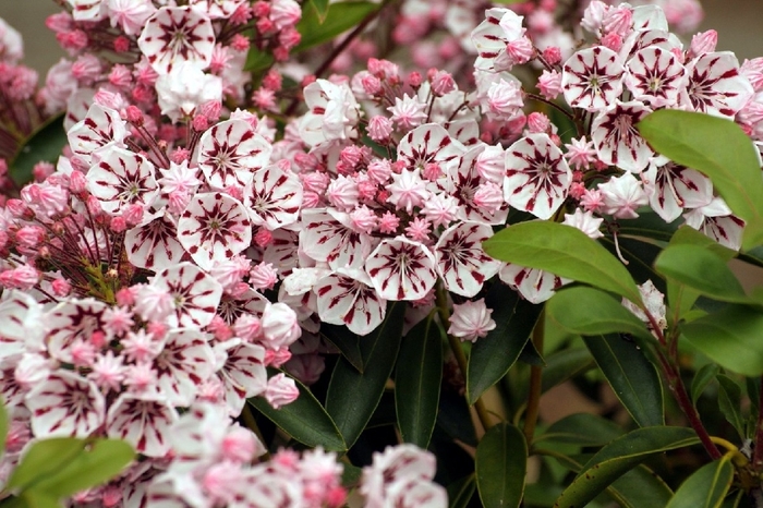 Elf Dwarf Mountain Laurel - Kalmia latifolia 'Elf' from E.C. Brown's Nursery Elf Dwarf Mountain Laurel - Kalmia latifolia 'Elf' from E.C. Brown's Nursery