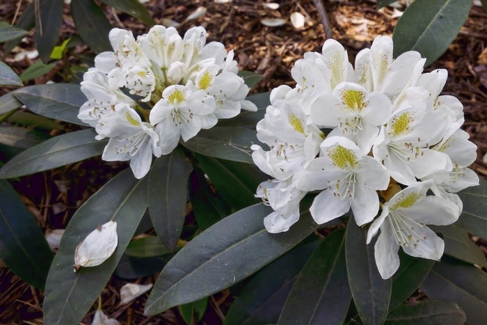 Ball of Snow Rhododendron - Rhododendron ''Boule de Neige'' from E.C. Brown's Nursery Ball of Snow Rhododendron - Rhododendron ''Boule de Neige'' from E.C. Brown's Nursery
