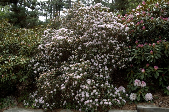 Windbeam Rhododendron - Rhododednron 'Windbeam' from E.C. Brown's Nursery
