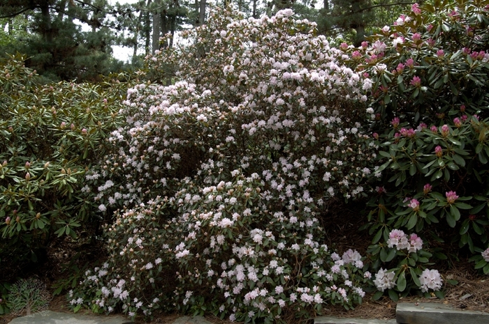 Windbeam Rhododendron - Rhododednron 'Windbeam' from E.C. Brown's Nursery Windbeam Rhododendron - Rhododednron 'Windbeam' from E.C. Brown's Nursery