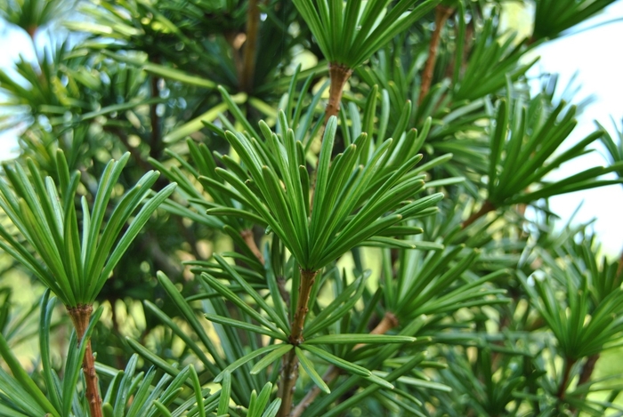 Umbrella Pine - Sciadoputys verticillata from E.C. Brown's Nursery