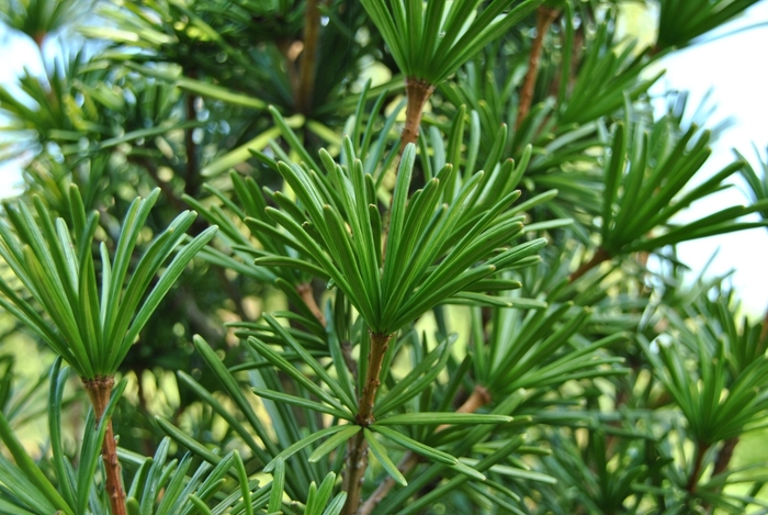 Umbrella Pine - Sciadoputys verticillata from E.C. Brown's Nursery Umbrella Pine - Sciadoputys verticillata from E.C. Brown's Nursery