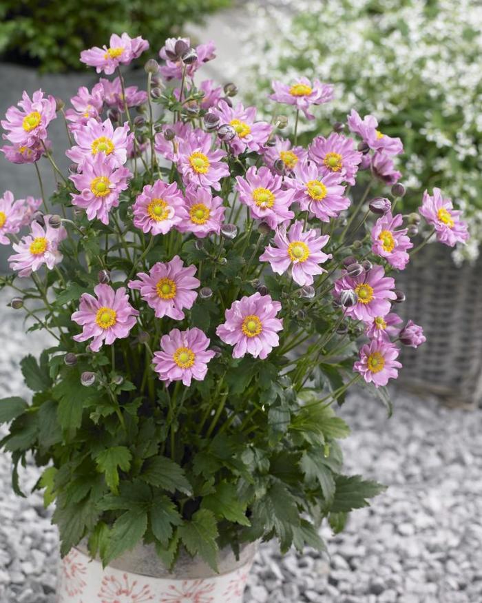 Fantasy™ 'Pocahontas' - Anemone (Japanese Anemone) from E.C. Brown's Nursery