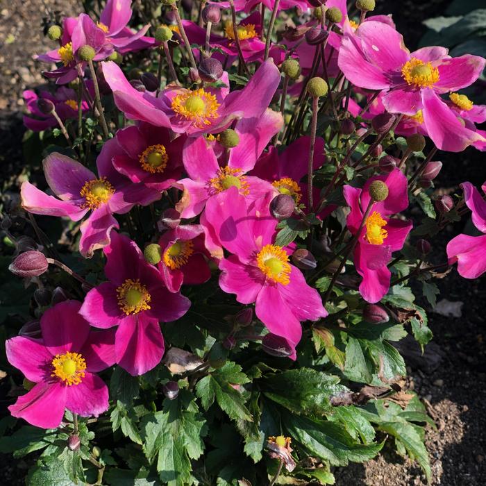 Fantasy™ 'Red Riding Hood' - Anemone from E.C. Brown's Nursery