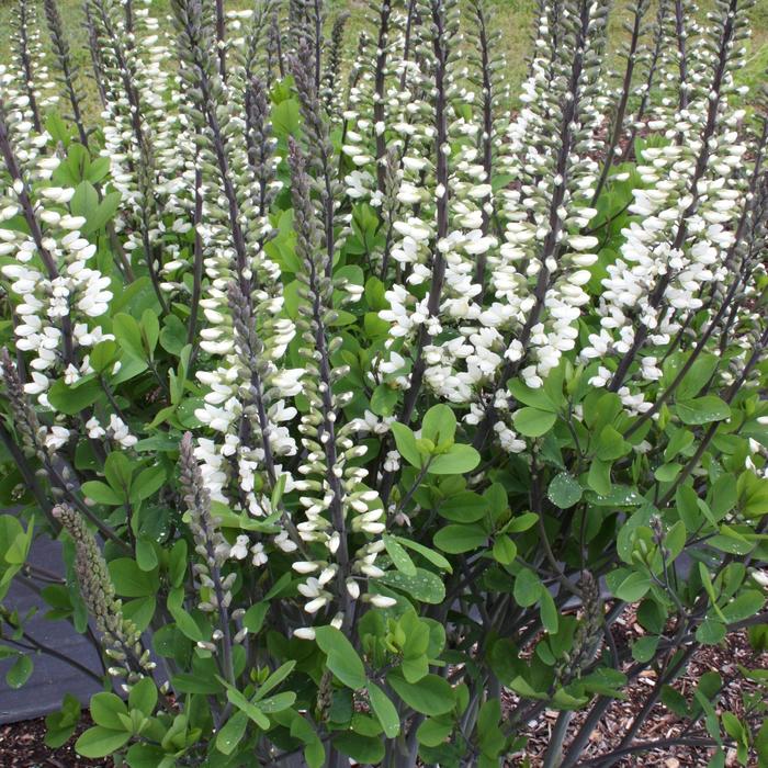 'Ivory Towers' False Indigo - Baptisia PP26827 from E.C. Brown's Nursery 'Ivory Towers' False Indigo - Baptisia PP26827 from E.C. Brown's Nursery