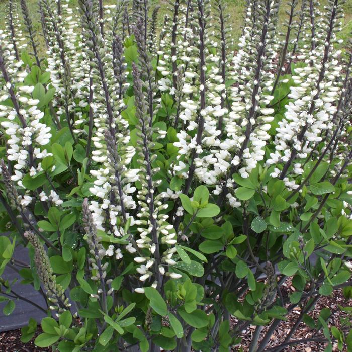 'Ivory Towers' False Indigo - Baptisia PP26827 from E.C. Brown's Nursery