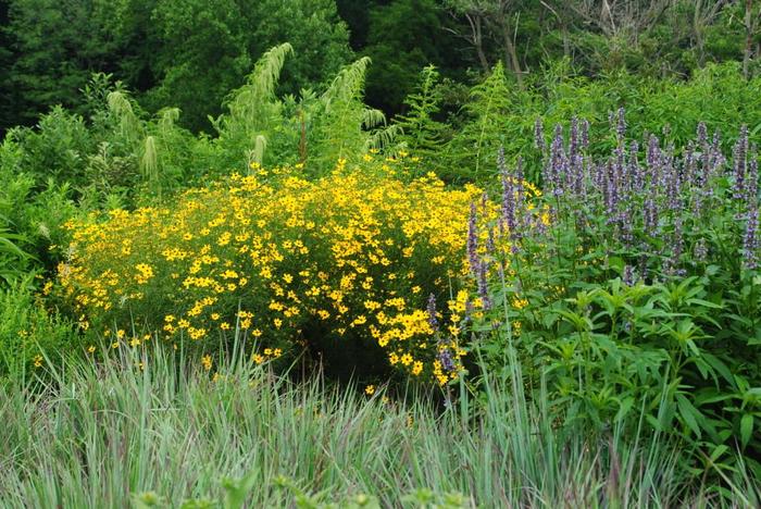 'Gilded Lace' Tickseed - Coreopsis from E.C. Brown's Nursery 'Gilded Lace' Tickseed - Coreopsis from E.C. Brown's Nursery