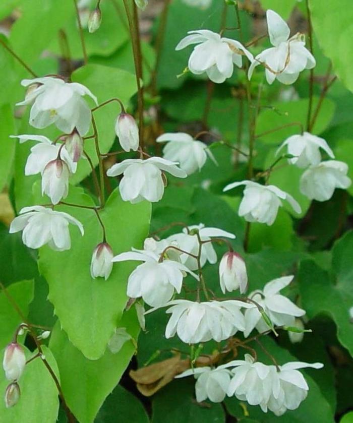 'Alabaster™' Barrenwort - Epimedium from E.C. Brown's Nursery