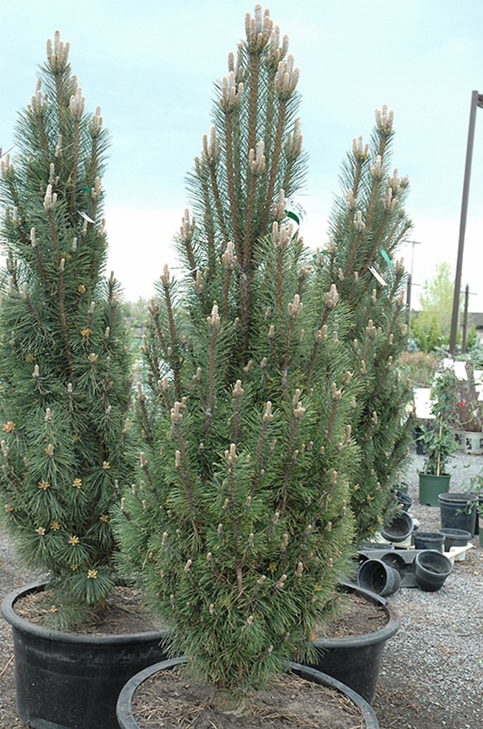 Clanbrassiliana Stricta Norway Spruce - Picea abies 'Clanbrassiliana Stricta' (Norway Spruce) from E.C. Brown's Nursery