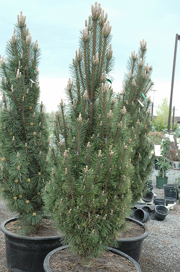 Clanbrassiliana Stricta Norway Spruce - Picea abies 'Clanbrassiliana Stricta' (Norway Spruce) from E.C. Brown's Nursery Clanbrassiliana Stricta Norway Spruce - Picea abies 'Clanbrassiliana Stricta' (Norway Spruce) from E.C. Brown's Nursery