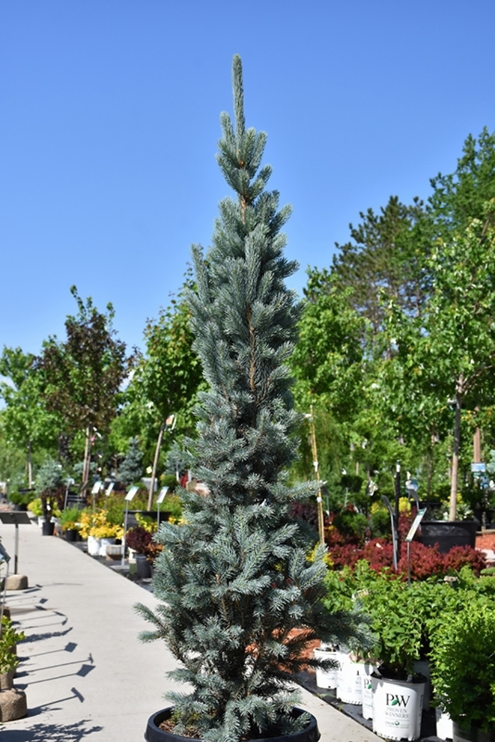 'Blue Totem' Colorado Spruce - Picea pungens from E.C. Brown's Nursery