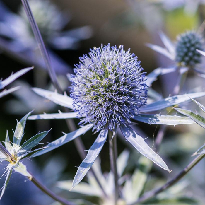 Blue Hobbit Blue Sea Holly - Eryngium planum 'Blue Hobbit' (Blue Sea Holly) from E.C. Brown's Nursery Blue Hobbit Blue Sea Holly - Eryngium planum 'Blue Hobbit' (Blue Sea Holly) from E.C. Brown's Nursery