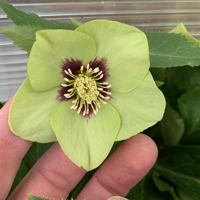 Honeymoon® 'Irish Luck' - Helleborus (Lenten Rose) from E.C. Brown's Nursery Honeymoon® 'Irish Luck' - Helleborus (Lenten Rose) from E.C. Brown's Nursery
