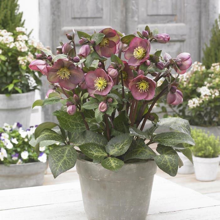 Frostkiss® 'Pippa's Purple®' - Helleborus (Lenten Rose) from E.C. Brown's Nursery Frostkiss® 'Pippa's Purple®' - Helleborus (Lenten Rose) from E.C. Brown's Nursery