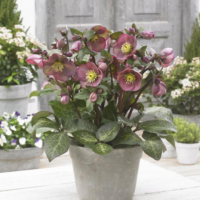 Frostkiss® 'Pippa's Purple®' - Helleborus (Lenten Rose) from E.C. Brown's Nursery